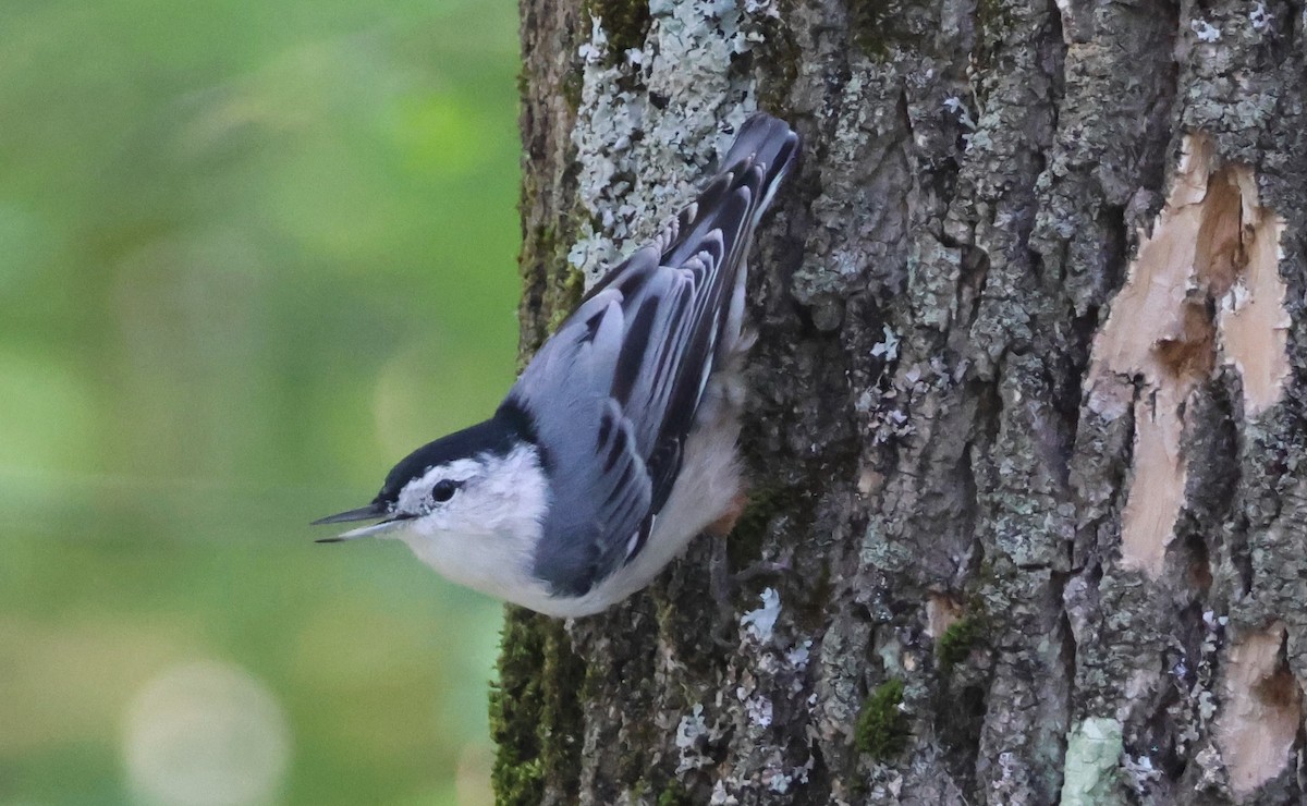 White-breasted Nuthatch - ML642069479