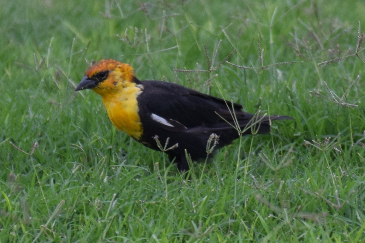 Yellow-headed Blackbird - ML642069492