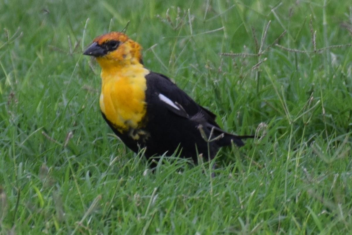 Yellow-headed Blackbird - ML642069493
