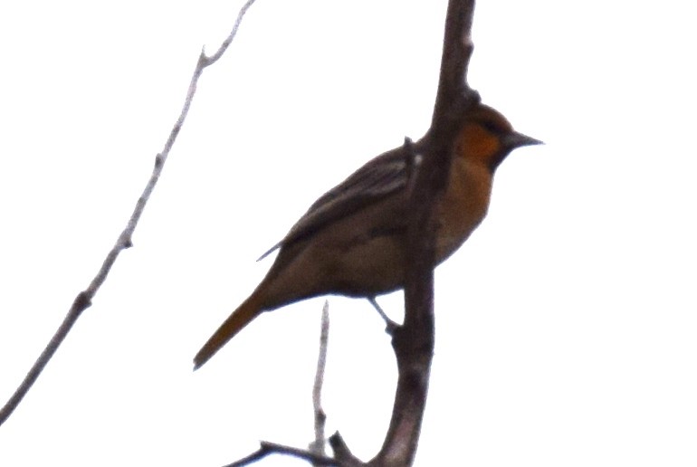 Bullock's Oriole - ML642069498