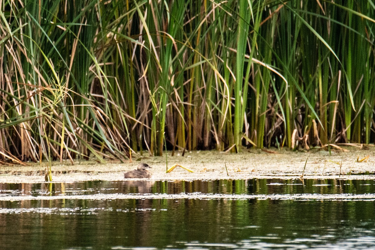 Pied-billed Grebe - ML642069502