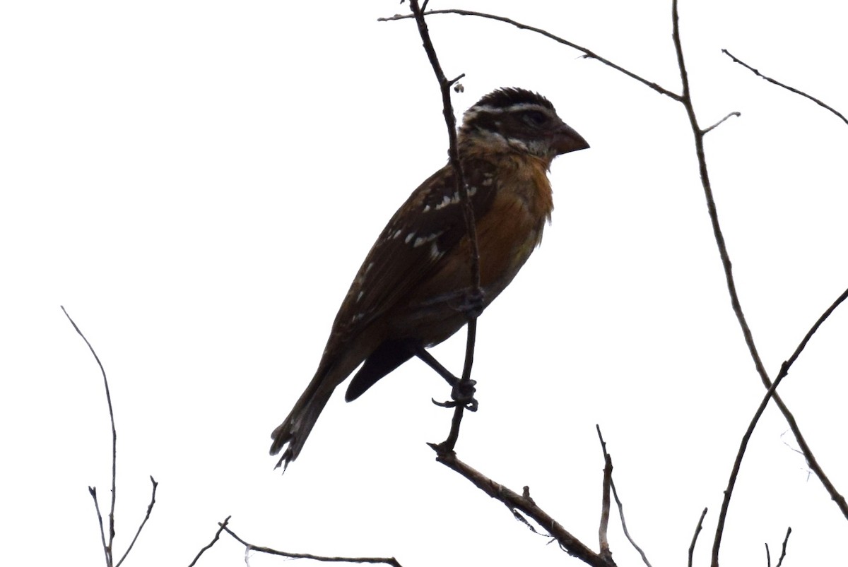 Black-headed Grosbeak - ML642069503