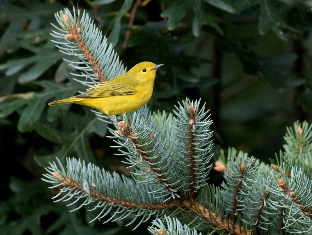 Yellow Warbler - ML642069522