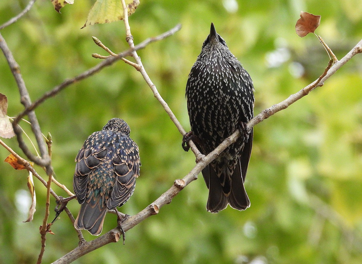 European Starling - ML642069535