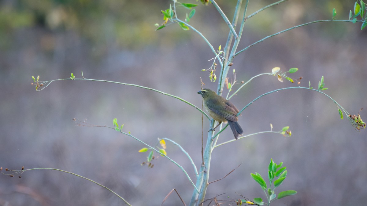 Bluish-gray Saltator - ML642069557