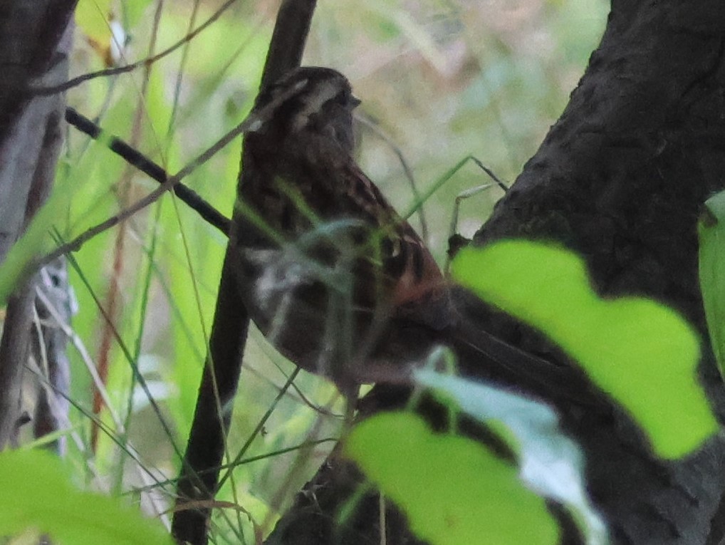 White-throated Sparrow - ML642069559