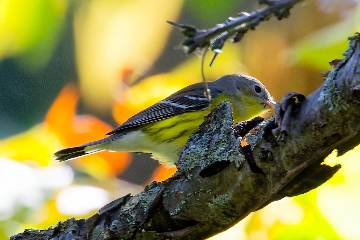 Magnolia Warbler - ML642069560