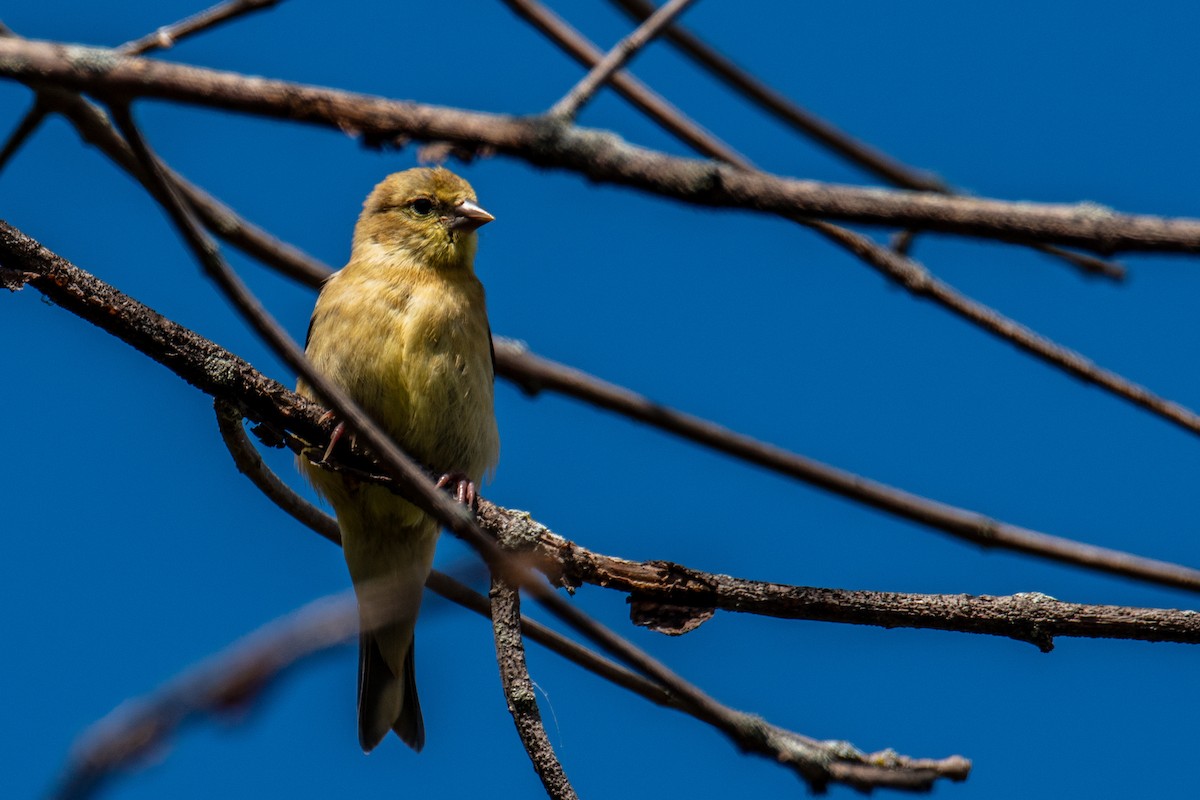 gulstillits - ML642069564