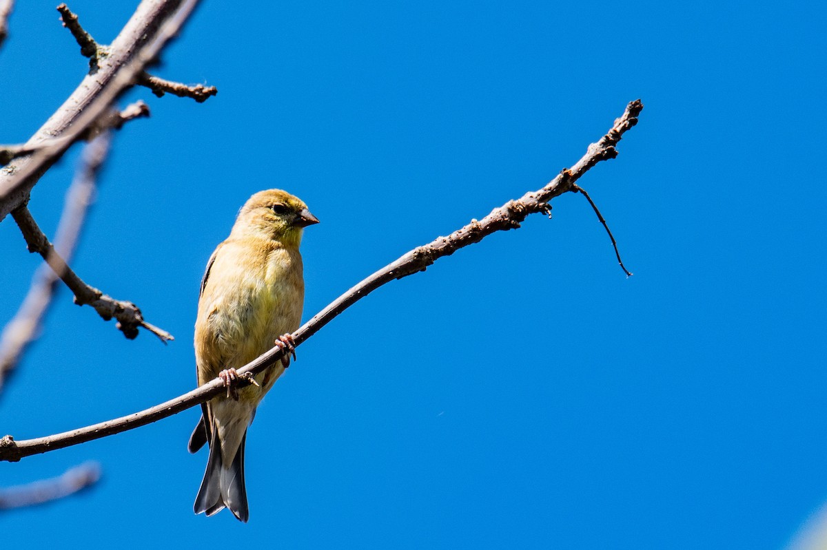 gulstillits - ML642069565