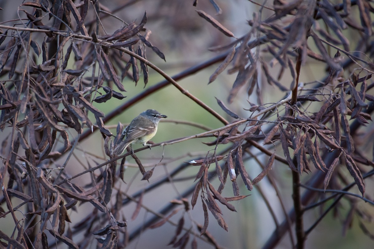 Straneck's Tyrannulet - ML642069572