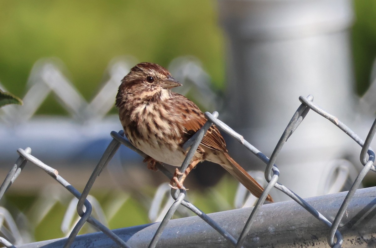 Song Sparrow - ML642069573
