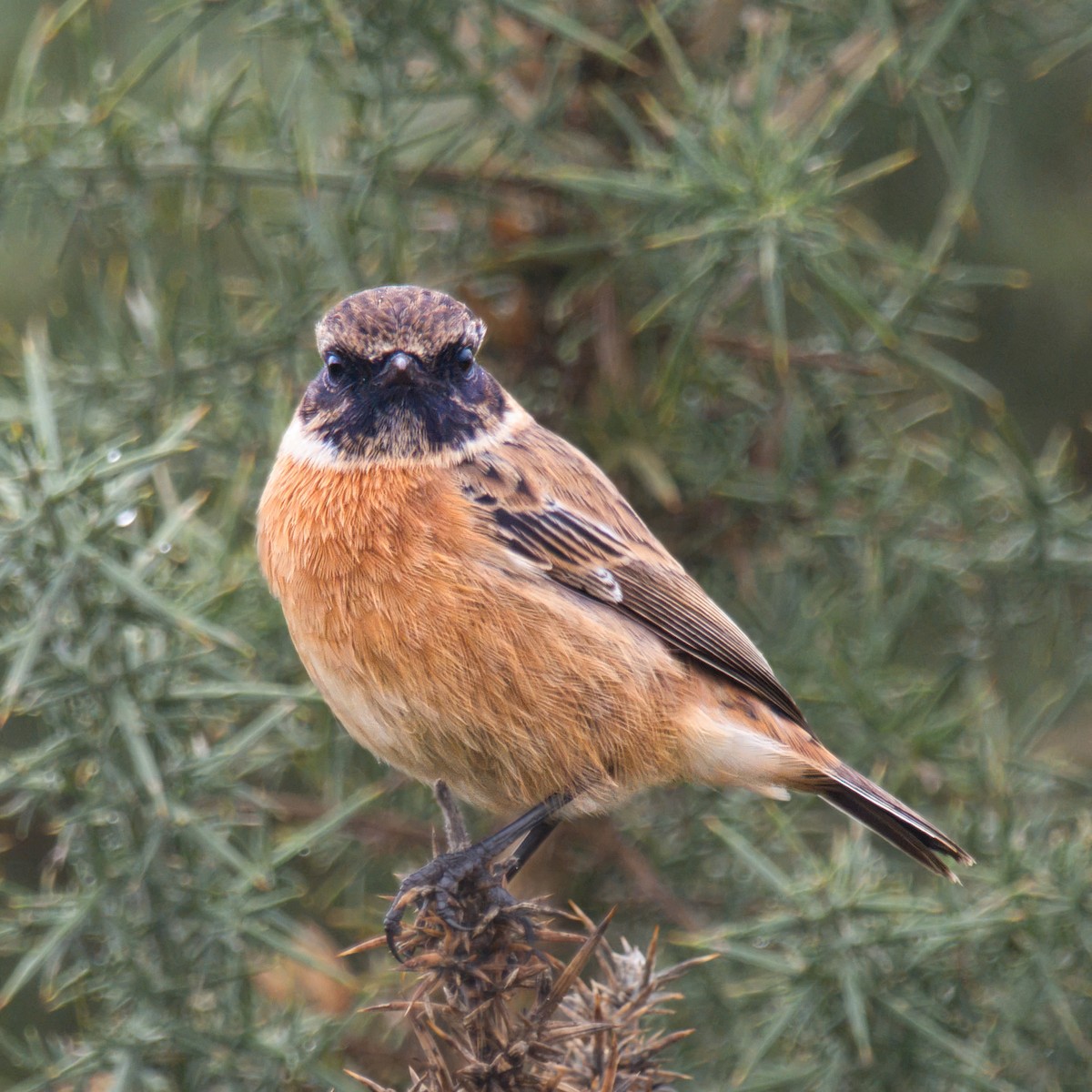 European Stonechat - ML642069605