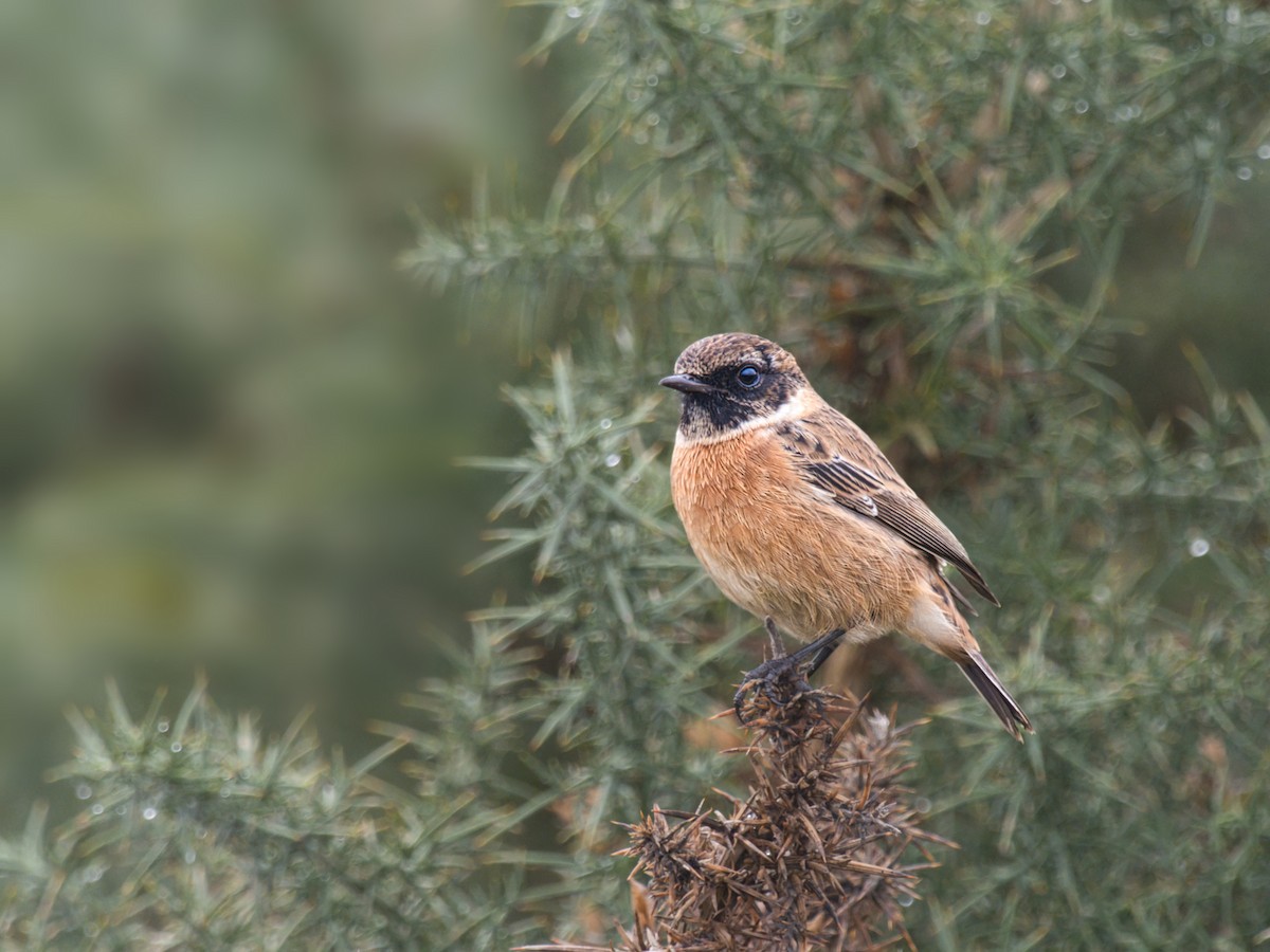 European Stonechat - ML642069606