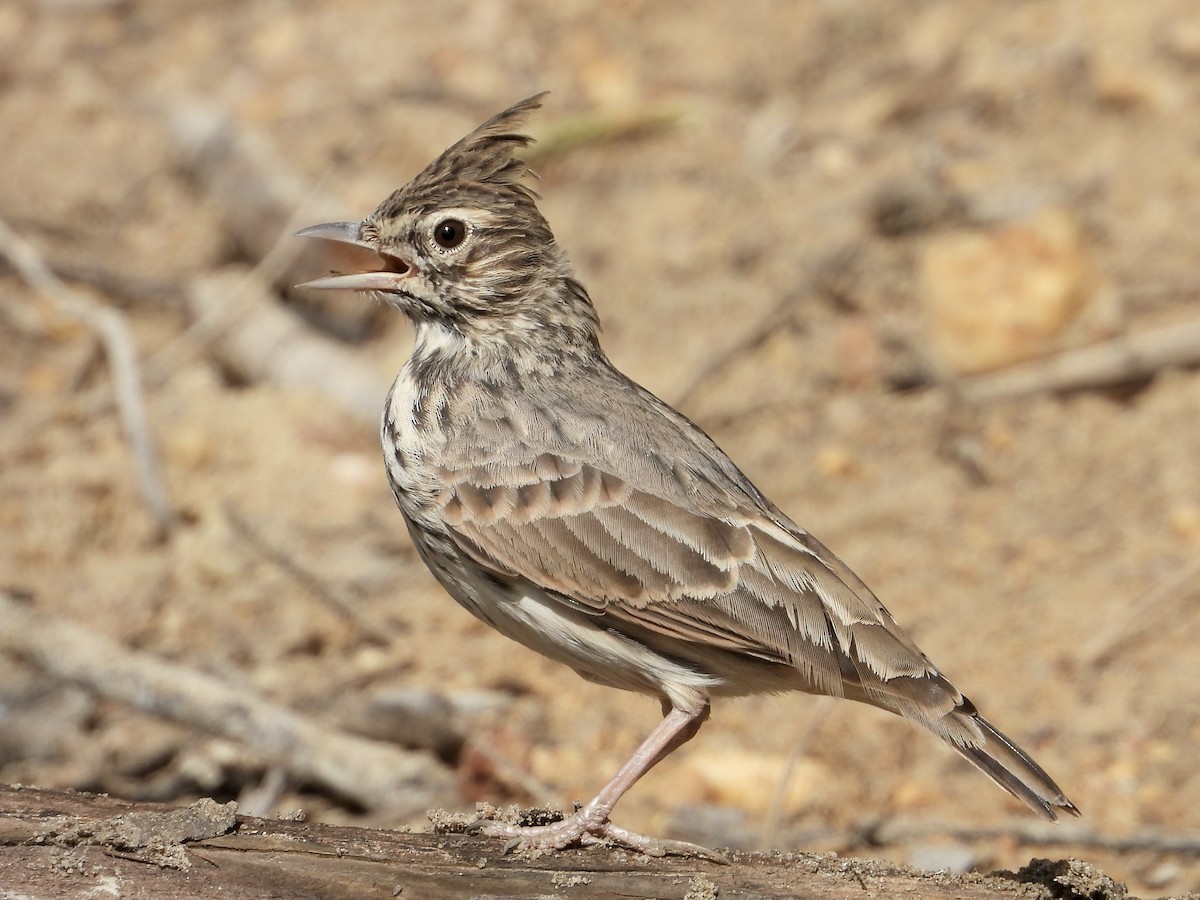 Kutturlio mokolaburra - ML642069607