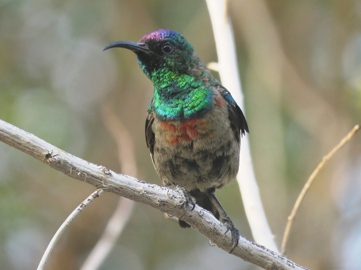 Abyssinian Sunbird - ML642069611