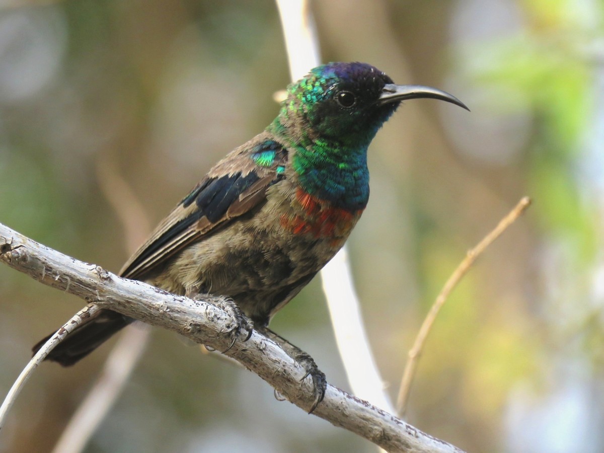 Abyssinian Sunbird - ML642069628
