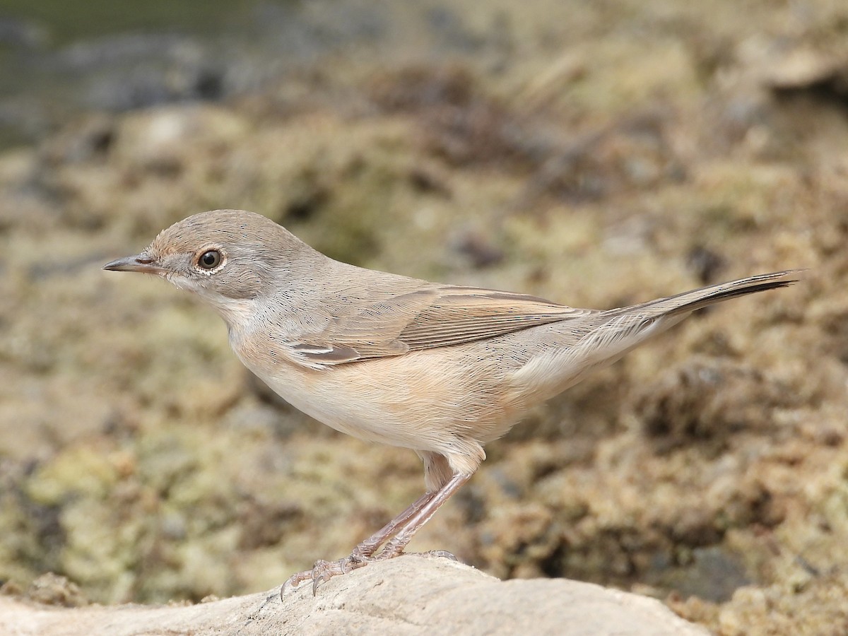 Txinbo papargorrizta iberiarra - ML642069640