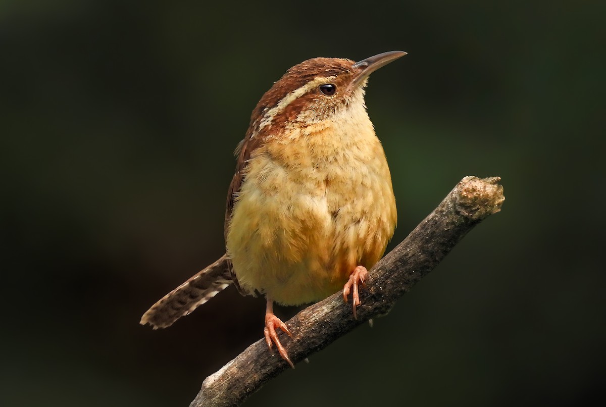 Carolina Wren - ML642069645
