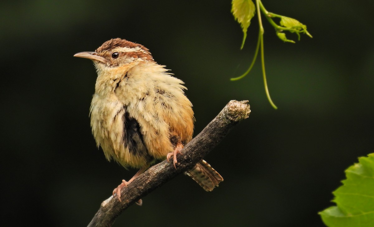 Carolina Wren - ML642069646