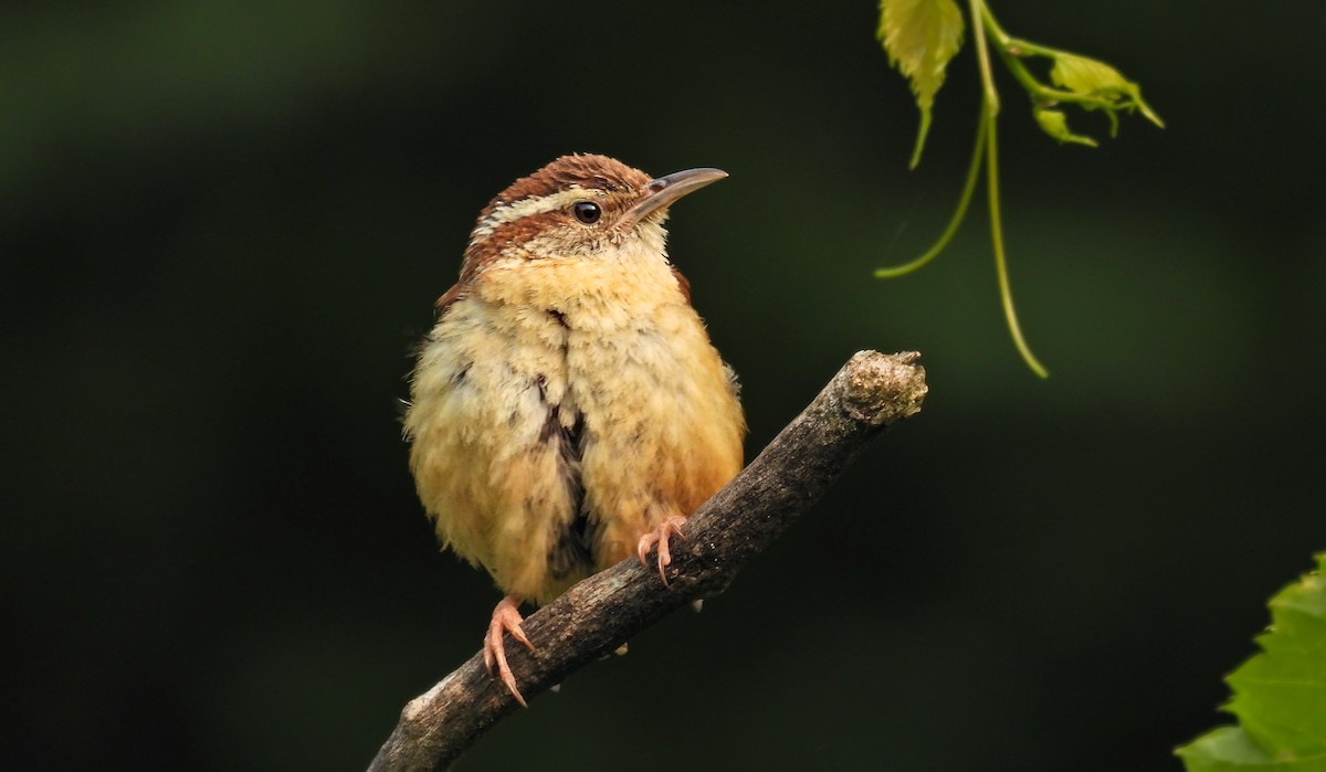 Carolina Wren - ML642069649