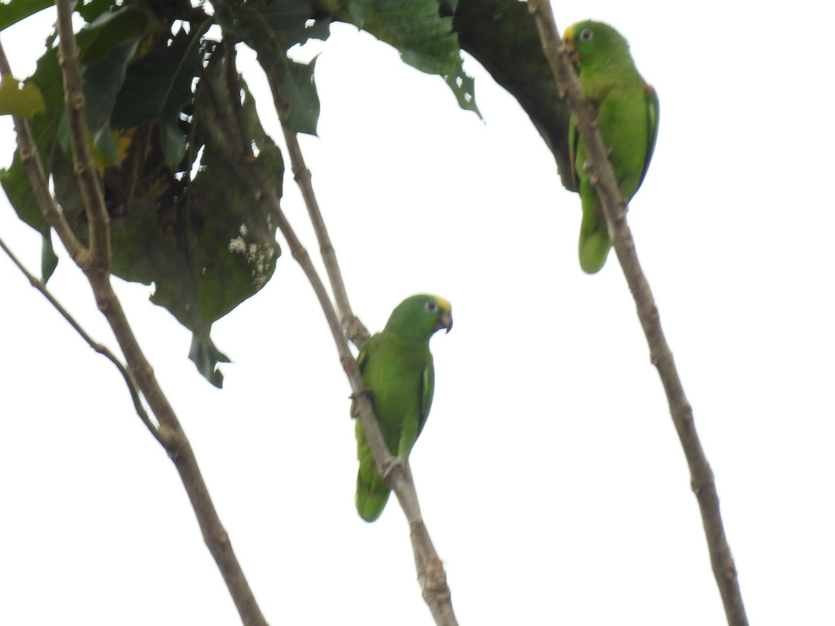 Yellow-crowned Amazon - ML642069669