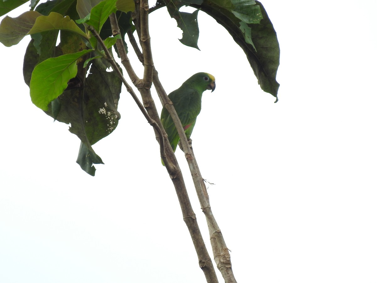 Yellow-crowned Amazon - ML642069671