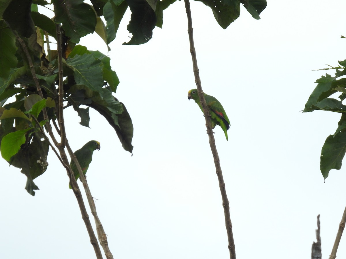Yellow-crowned Amazon - ML642069674