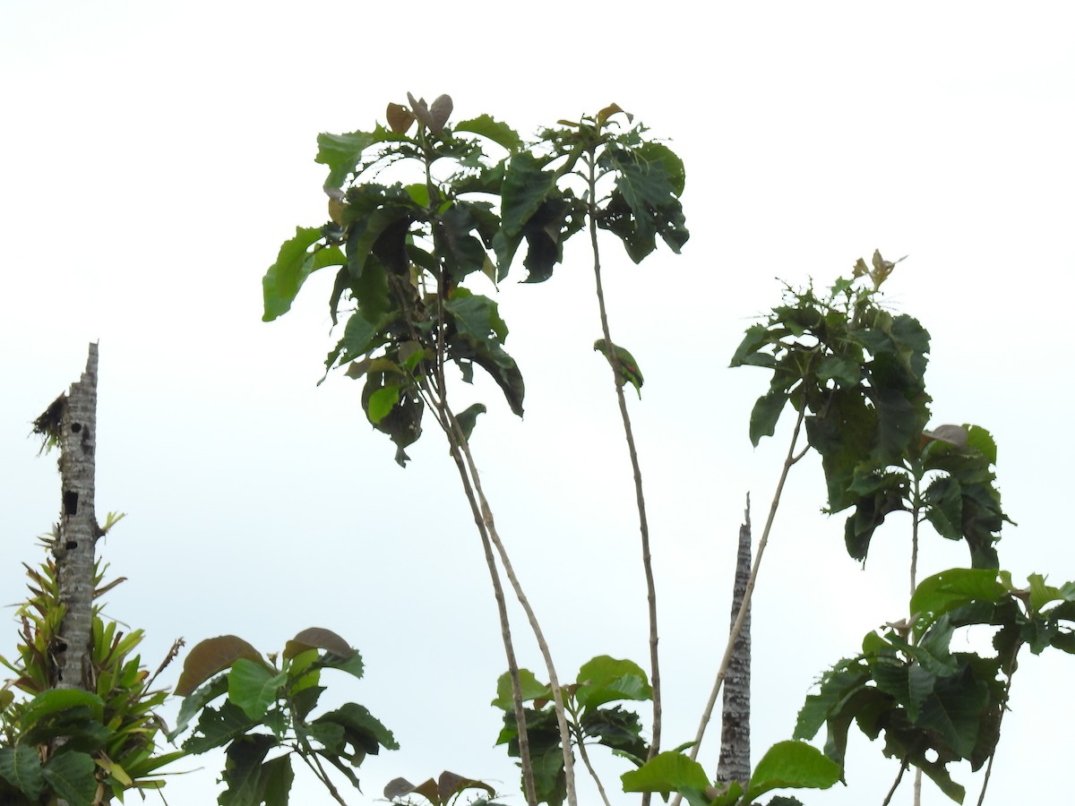 Yellow-crowned Amazon - ML642069675