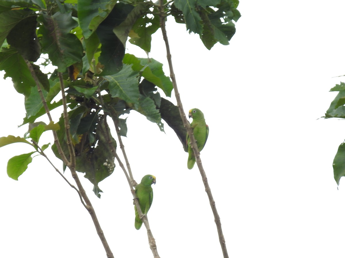 Yellow-crowned Amazon - ML642069676