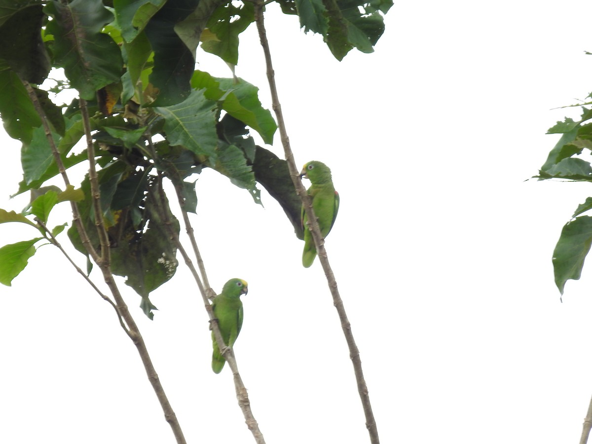 Yellow-crowned Amazon - ML642069678