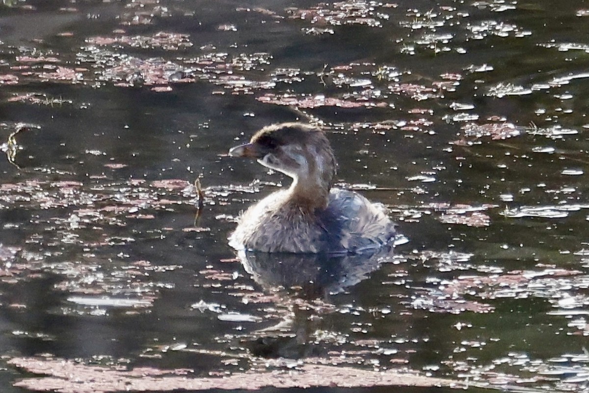 Pied-billed Grebe - ML642069679