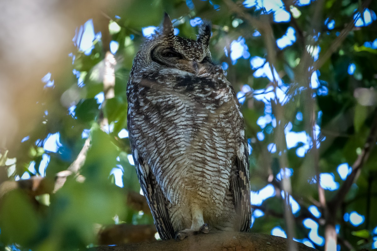 Spotted Eagle-Owl - ML642069722