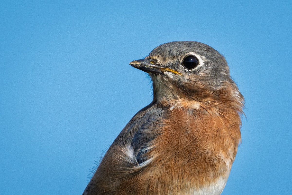 Eastern Bluebird - ML642069723