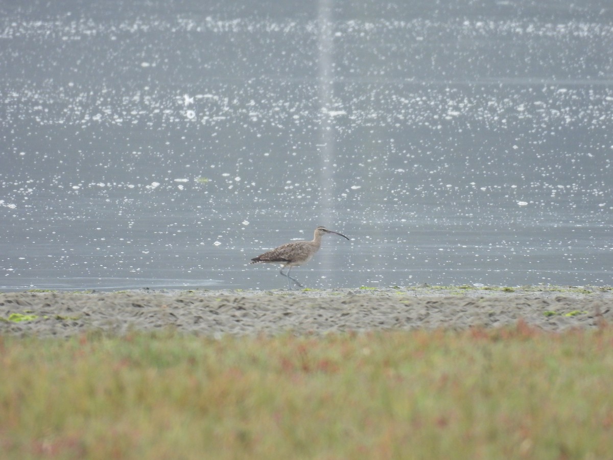 Whimbrel - ML642069725