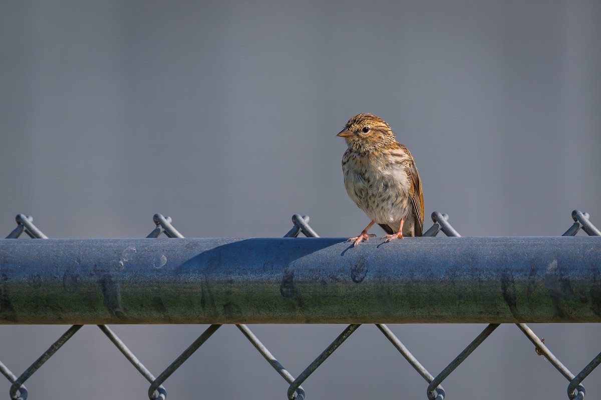 Chipping Sparrow - ML642069726