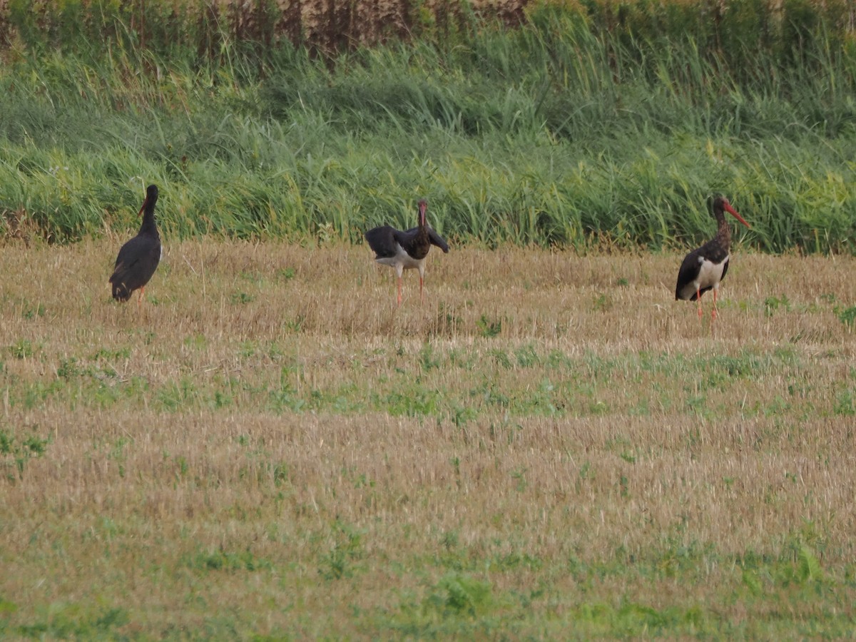 Black Stork - ML642069727