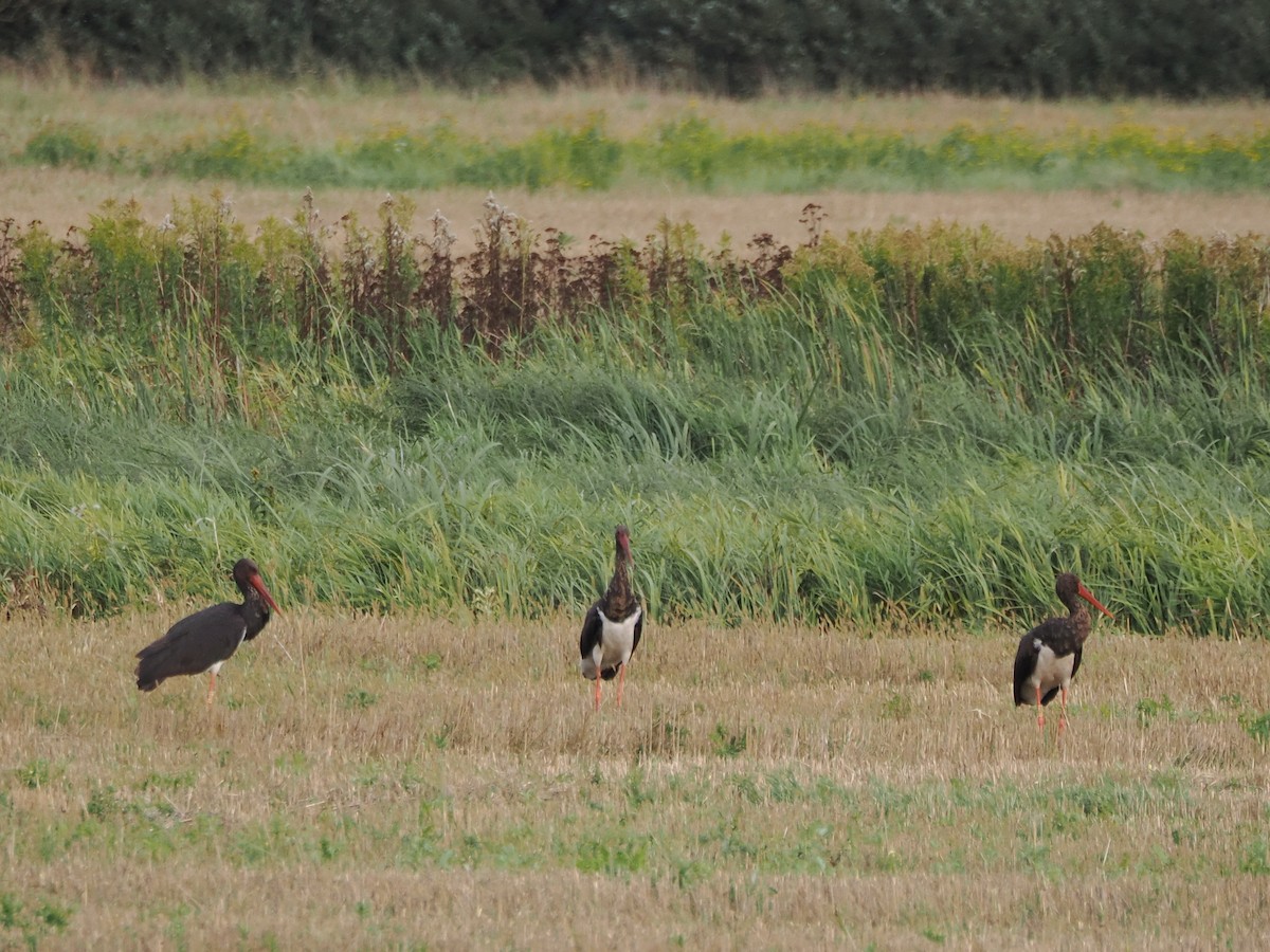 Black Stork - ML642069728