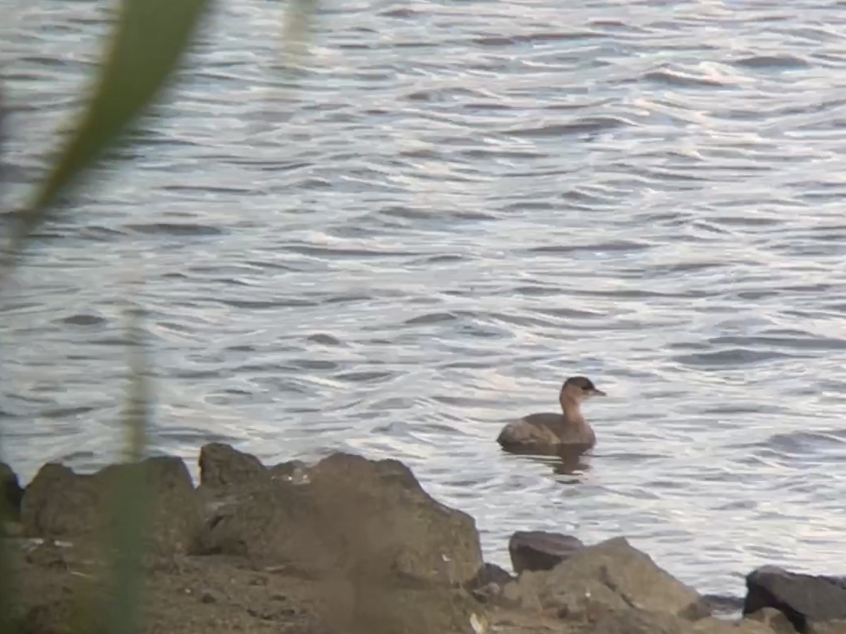 Little Grebe - ML642069729