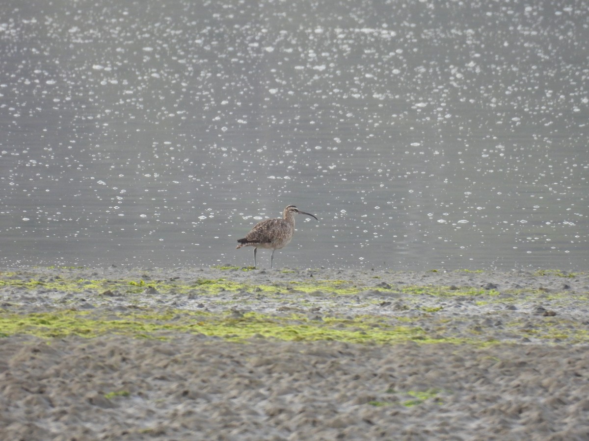 Whimbrel - ML642069736