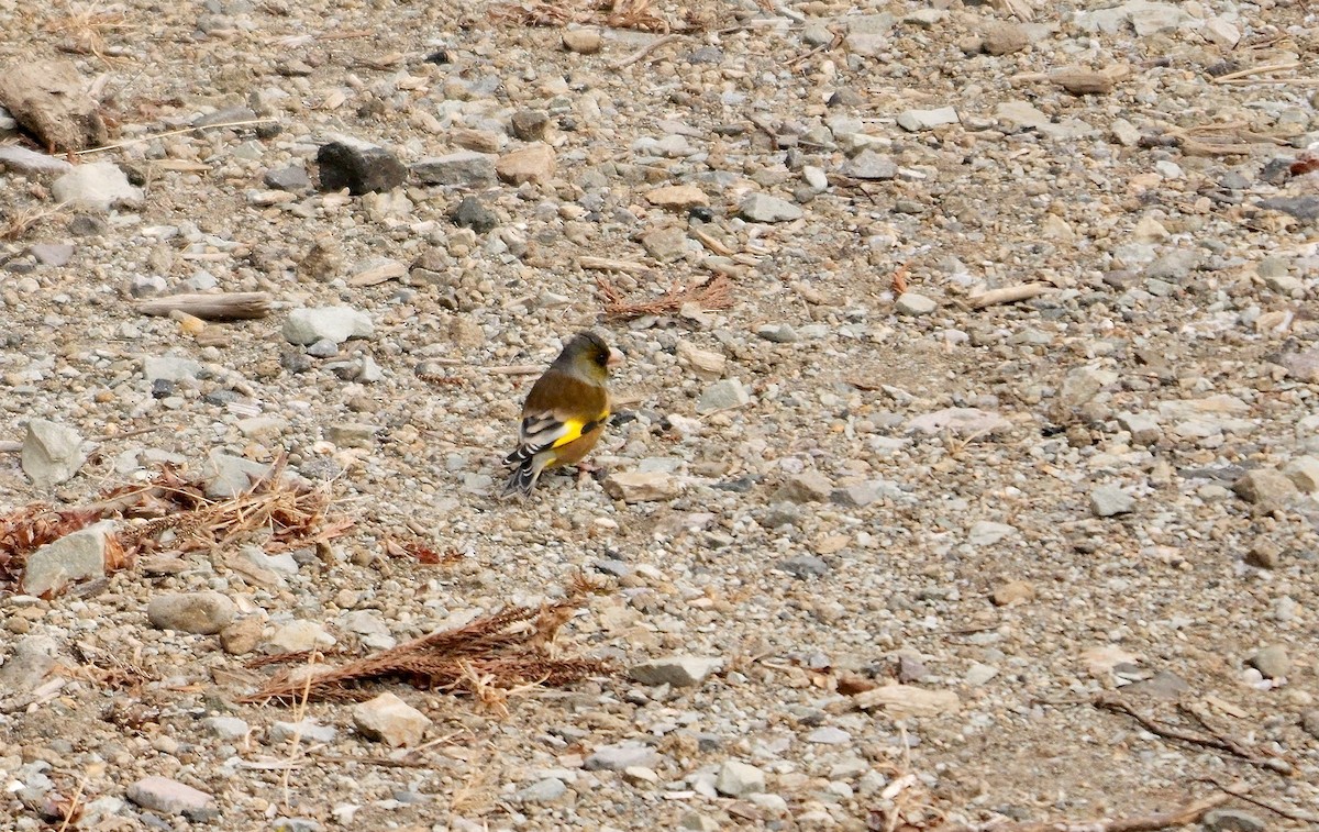 Oriental Greenfinch - ML642069760