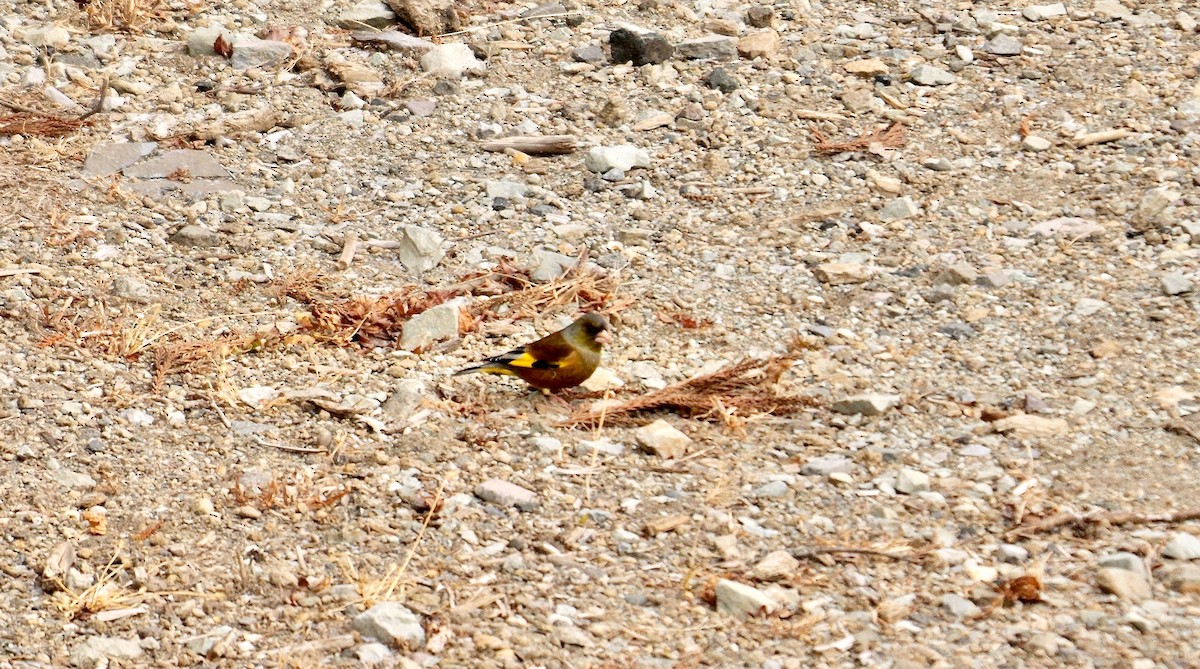 Oriental Greenfinch - ML642069761