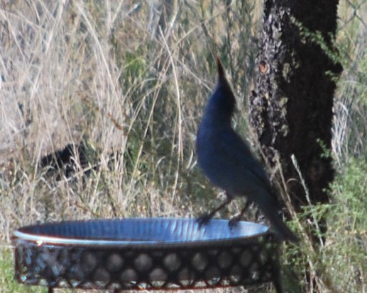 Pinyon Jay - ML642069777