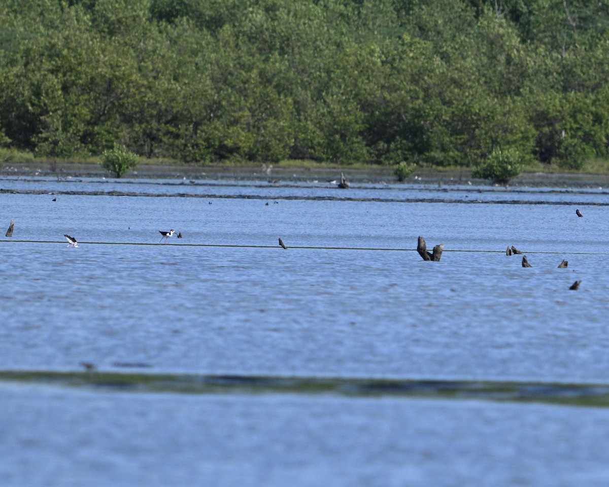 Black-necked Stilt - ML642069780