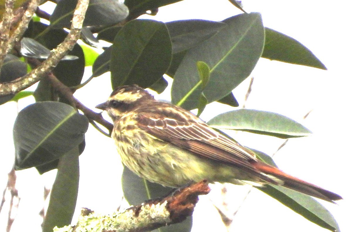 Variegated Flycatcher - ML642069782