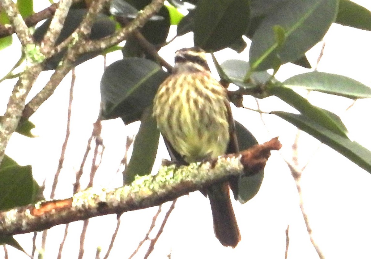 Variegated Flycatcher - ML642069783