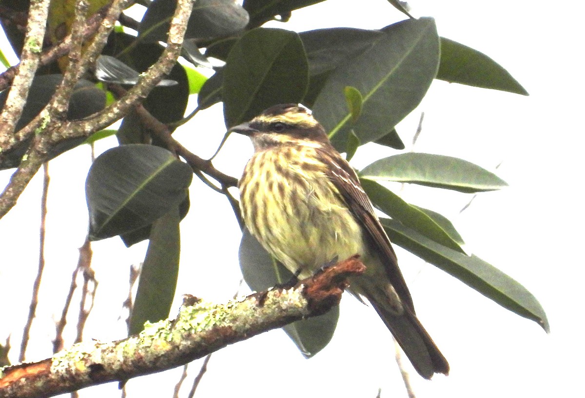 Variegated Flycatcher - ML642069784