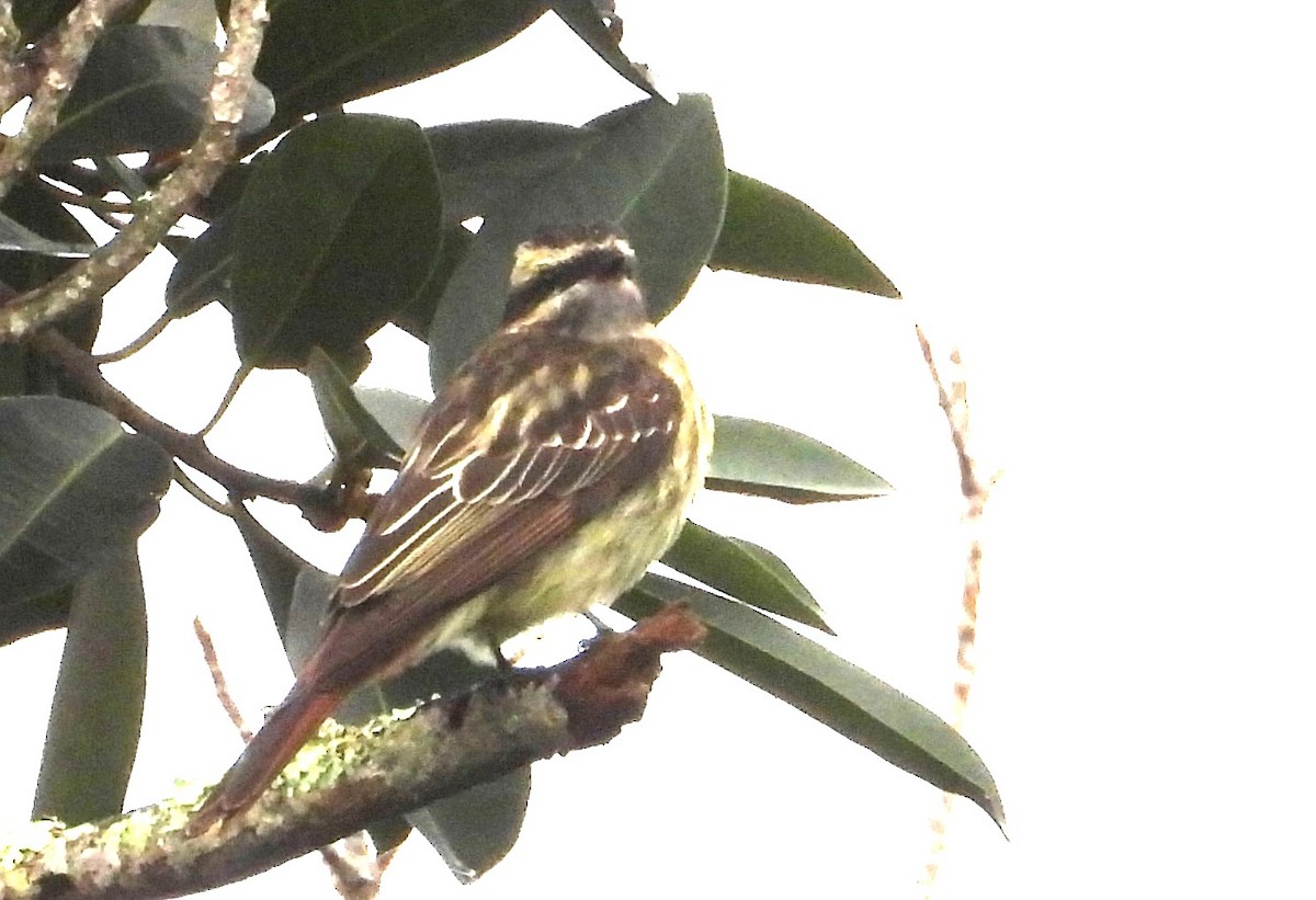 Variegated Flycatcher - ML642069785