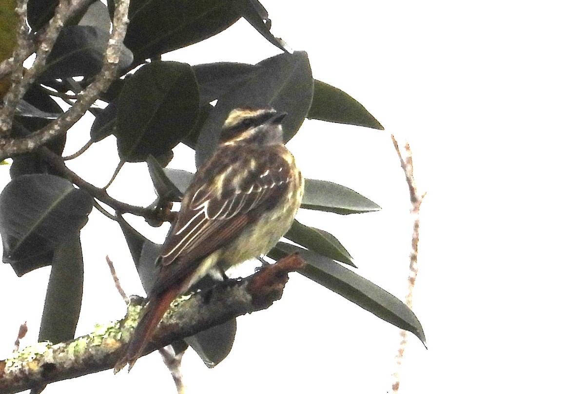 Variegated Flycatcher - ML642069786