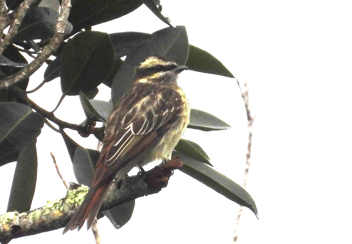 Variegated Flycatcher - ML642069787