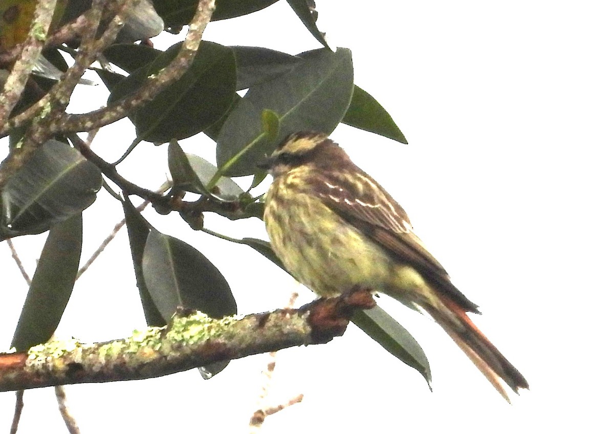 Variegated Flycatcher - ML642069788